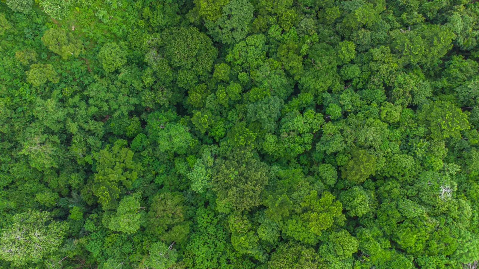 An aerial view of a dense green forest with a variety of trees.