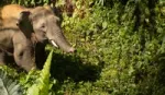 An elephant walking through a forest