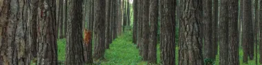 A close up of trees in a forest