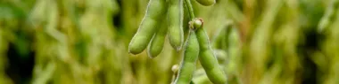 A close up of soybean pods hanging from a branch