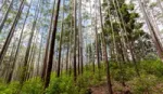 Trees in eucalyptus forest in Sri Lanka.