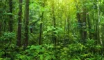 Trees and foliage in a tropical rainforest. Unilever has committed to achieving a deforestation-free supply chain by 2023.