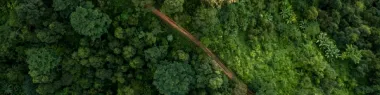 Aerial view of a tropical forest