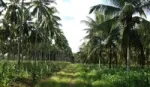 A scenic view of a plantation with rows of tall palm trees and green crops growing underneath, with a pathway running through the middle.