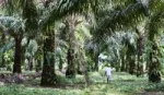 Palm oil farmer working in a plantation