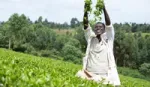 Person standing in a tea plantation throwing freshly picked leaves in the air