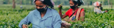 A group of women picking tea leaves on a tea plantation