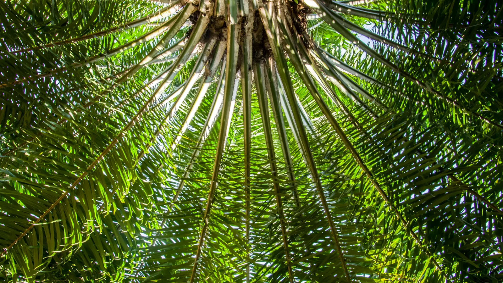 Looking up through the bright green fronds of a palm tree, with sunlight filtering through the dense foliage.