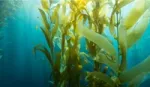 Seaweed swaying in the ocean